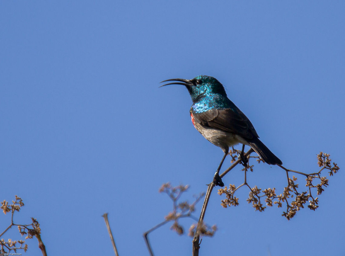 Double collared sunbird I think this is a juvenile, there have been a pair of them flying around the house recently, both males and both quite small. In the absence of anything else seemingly alive around the house at the moment, it's good to know there will always be the sunbirds! Cinnyris chalybeus,Geotagged,South Africa,Southern Double-collared Sunbird,Winter,birds,south africa,sunbirds