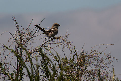 Juvenile Lesser Grey Shrike Rather excited to see a family of these shrikes as they are an uncommon summer visitor. Hopefully I will get a photo of the adults. Not the best photo as I was inappropriately armed for a distant bird shot! Geotagged,Lanius minor,Lesser Grey Shrike,South Africa,Spring,birds,migrant,south africa