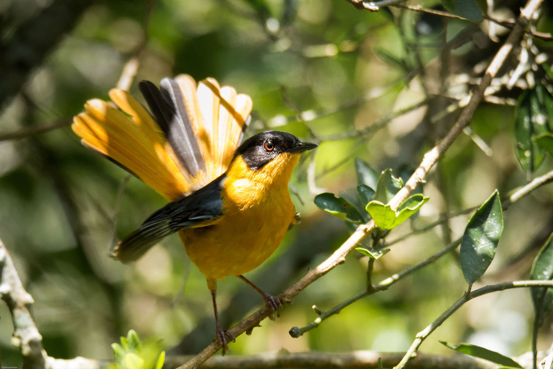 Chorister robin-chat  Chorister Robin-Chat,Cossypha dichroa,Geotagged,South Africa,Summer,birds,robins,south africa