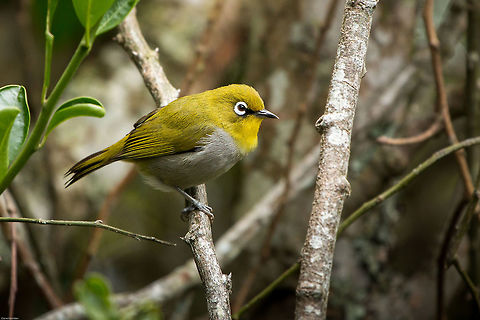 Cape white-eye  Cape White-eye,Geotagged,South Africa,Summer,Zosterops pallidus,birds,south africa