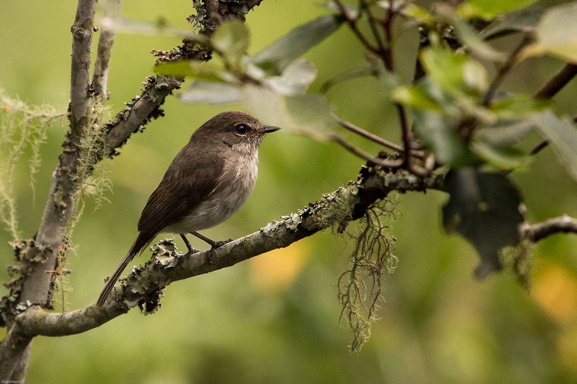 Dusky flycatcher This little one has pretty much taken up residence on our verandah and is not shy at all. African Dusky Flycatcher,Geotagged,Muscicapa  adusta,South Africa,Summer,birds,flycatchers,south africa