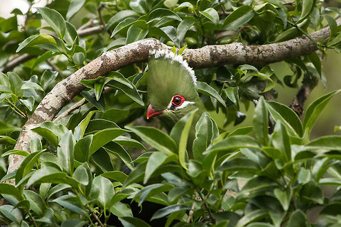 Knysna lourie (Turaco) This lourie comes to our bird table several times a day, knowing exactly what times the food goes out. If we are late, he comes onto the verandah and waits at the table! Today I think he was playing tricks on me and tried to hide..so funny! Geotagged,Knysna Turaco,South Africa,Summer,Tauraco corythaix,birds,louries,south africa,turacos
