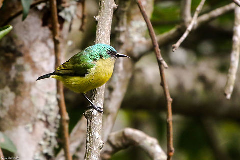 Collared sunbird (female) The female has no collar. Collared Sunbird,Fall,Geotagged,Hedydipna collaris,South Africa,birds,south africa,sunbirds