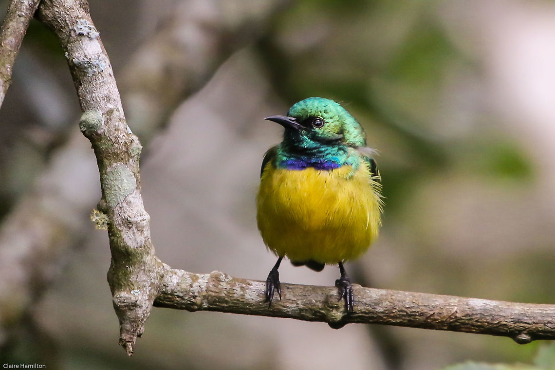 Collared sunbird (male) Only the male has the blue collar.<br />
We have been fortunate that this pair have been visiting our bird table for some time. Such petty little things. Collared Sunbird,Fall,Geotagged,Hedydipna collaris,South Africa,birds,south africa,sunbirds