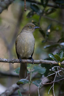 Sombre greenbul Even though this bird is always in my garden it still remains to be extremely shy. Not a great photo, but the best I have managed so far! Andropadus importunus,Fall,Geotagged,Sombre Greenbul,South Africa,birds,south africa