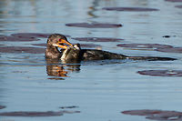 Breakfast! Very lucky to come across this cormorant just after it had caught a fish Fall,Geotagged,Microcarbo africanus,Reed cormorant,South Africa,birds,cormorants,south africa,water birds