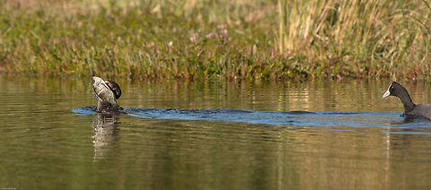 The chase! Poor cormorant wandered into the territory of a red-knobbed coot and was promptly sent on his way! Fall,Geotagged,Microcarbo africanus,Reed cormorant,South Africa,birds,cormorants,south africa,water birds