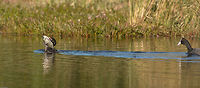 The chase! Poor cormorant wandered into the territory of a red-knobbed coot and was promptly sent on his way! Fall,Geotagged,Microcarbo africanus,Reed cormorant,South Africa,birds,cormorants,south africa,water birds