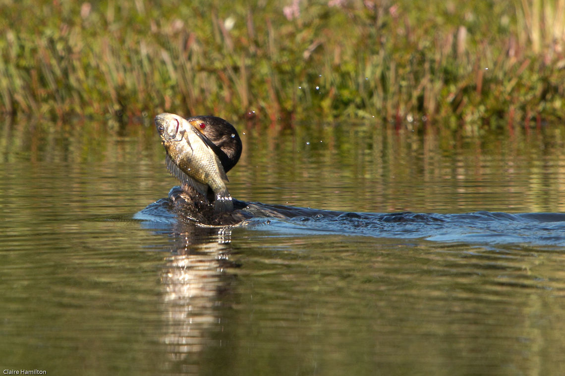 Camouflage? I am not a bird, I am a fish...really!!<br />
<br />
<figure class="photo"><a href="https://www.jungledragon.com/image/50402/breakfast.html" title="Breakfast!"><img src="https://s3.amazonaws.com/media.jungledragon.com/images/574/50402_thumb.jpg?AWSAccessKeyId=05GMT0V3GWVNE7GGM1R2&Expires=1767225610&Signature=sclbVo1TdWjWKVIkchoSQBcNuUw%3D" width="200" height="134" alt="Breakfast! Very lucky to come across this cormorant just after it had caught a fish Fall,Geotagged,Microcarbo africanus,Reed cormorant,South Africa,birds,cormorants,south africa,water birds" /></a></figure><br />
<figure class="photo"><a href="https://www.jungledragon.com/image/50403/the_chase.html" title="The chase!"><img src="https://s3.amazonaws.com/media.jungledragon.com/images/574/50403_thumb.jpg?AWSAccessKeyId=05GMT0V3GWVNE7GGM1R2&Expires=1767225610&Signature=CePGCux429DsRXoSgae%2FsY%2F0y1o%3D" width="200" height="90" alt="The chase! Poor cormorant wandered into the territory of a red-knobbed coot and was promptly sent on his way! Fall,Geotagged,Microcarbo africanus,Reed cormorant,South Africa,birds,cormorants,south africa,water birds" /></a></figure> Microcarbo africanus,Reed cormorant,birds,cormorants,south africa,water birds