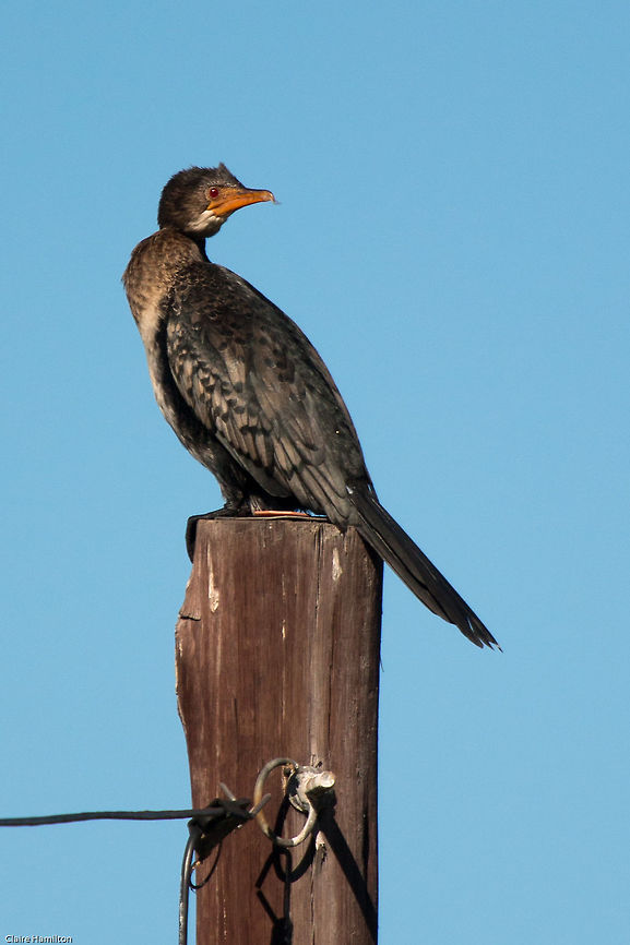 Full crop Resting after swallowing a whole fish Fall,Geotagged,Microcarbo africanus,Reed cormorant,South Africa,birds,cormorants,south africa,water birds