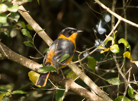 Chorister robin-chat  Chorister Robin-Chat,Cossypha dichroa,Fall,Geotagged,South Africa,birds