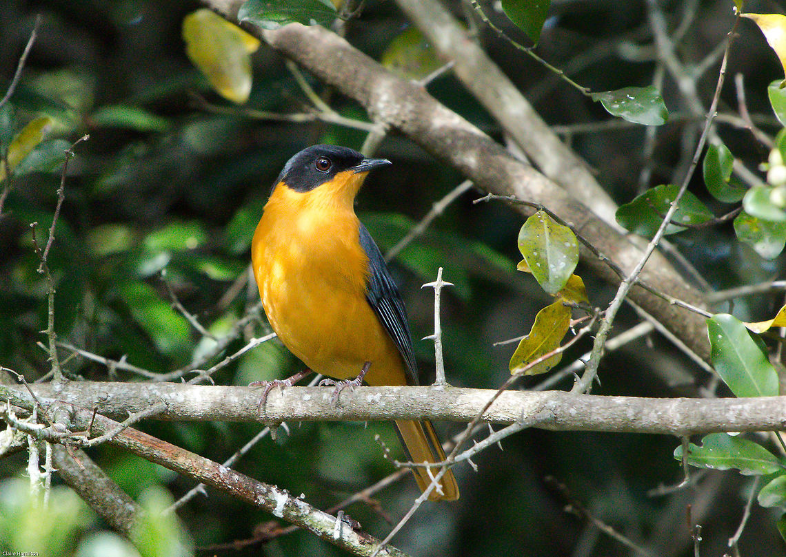 Chorister robin-chat  Chorister Robin-Chat,Cossypha dichroa,Fall,Geotagged,South Africa,birds,south africa