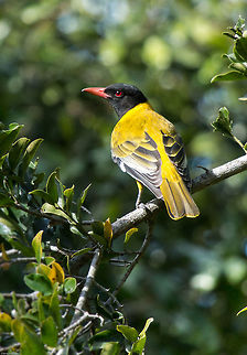 Black-headed oriole I haven't seen one of these for some time, so was a lovely surprise when it paid a visit, albeit briefly, this morning. Black-headed Oriole,Fall,Geotagged,Oriolus larvatus,South Africa,birds,south africa