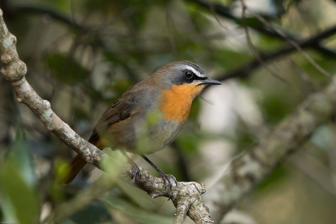 Cape robin-chat It&#039;s not often I see these beautiful birds but this one has been hanging around looking for food over the last few days. As with the other birds it is terribly shy but today I got lucky! Cape Robin-Chat,Cossypha caffra,Fall,Geotagged,South Africa,birds,robins,south africa