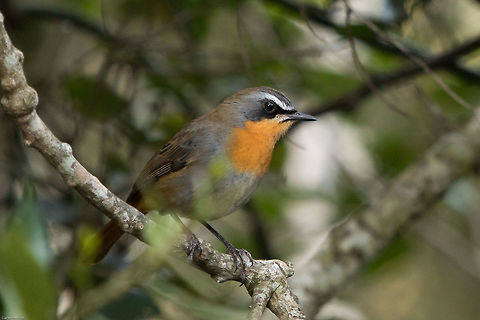 Cape robin-chat It's not often I see these beautiful birds but this one has been hanging around looking for food over the last few days. As with the other birds it is terribly shy but today I got lucky! Cape Robin-Chat,Cossypha caffra,Fall,Geotagged,South Africa,birds,robins,south africa
