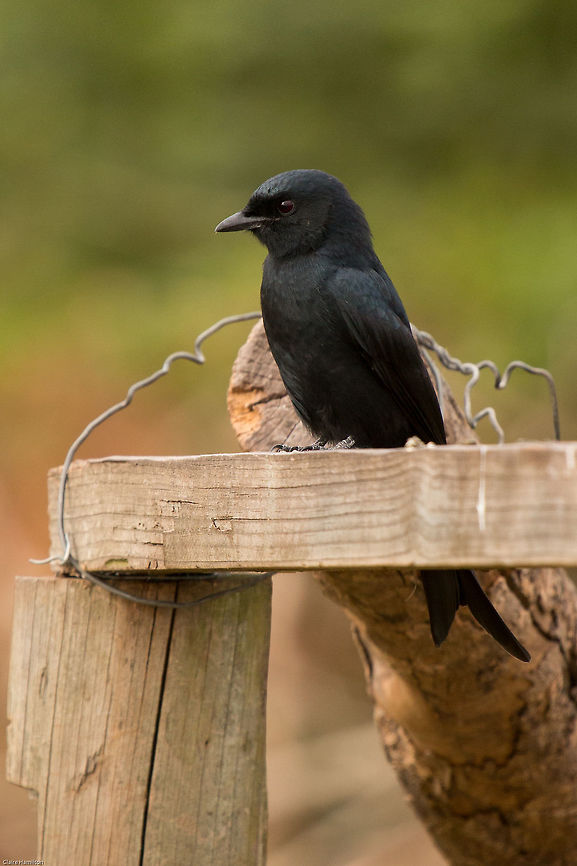 Fork-tailed Drongo Such active birds, but he sat still long enough for me to get this shot. Dicrurus adsimilis,Fall,Fork-tailed Drongo,Geotagged,South Africa,Spring,birds,south africa
