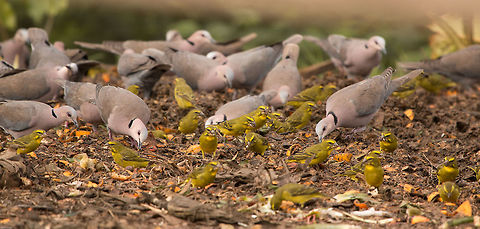 Feeding frenzy! So many birds are attracted to our local compost heap. I was thrilled to see this whole flock of Brimstone canaries today, along with rather a lot of Eurasian collared doves! Brimstone Canary,Brimstone canary,Crithagra sulphurata,Fall,Geotagged,Serinus sulphuratus,South Africa,birds,canaries,south africa