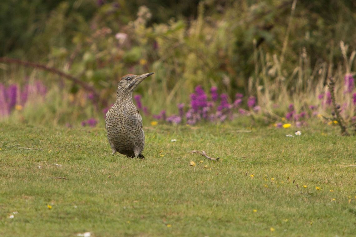 Juvenile Green woodpecker I only managed this one shot before it disappeared. I have never seen a green woodpecker before so quite special, and interesting that these feed on the ground. European Green Woodpecker,Geotagged,Isle of Wight,Picus viridis,Summer,United Kingdom,birds