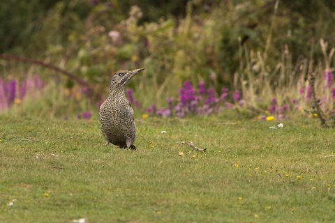 Juvenile Green woodpecker I only managed this one shot before it disappeared. I have never seen a green woodpecker before so quite special, and interesting that these feed on the ground. European Green Woodpecker,Geotagged,Isle of Wight,Picus viridis,Summer,United Kingdom,birds