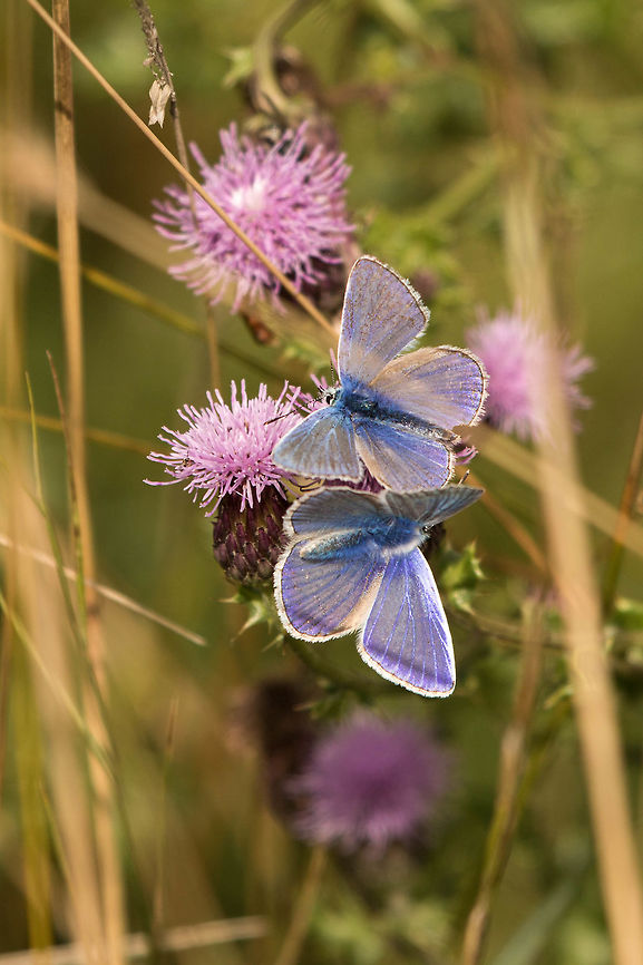 Common blue Saw loads of these beautiful little butterflies on my walk today. They may be common, but no less beautiful. Common Blue,Geotagged,Isle of Wight,Lepidoptera,Polyommatus icarus,Summer,United Kingdom,butterflies