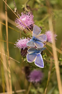 Common blue Saw loads of these beautiful little butterflies on my walk today. They may be common, but no less beautiful. Common Blue,Geotagged,Isle of Wight,Lepidoptera,Polyommatus icarus,Summer,United Kingdom,butterflies
