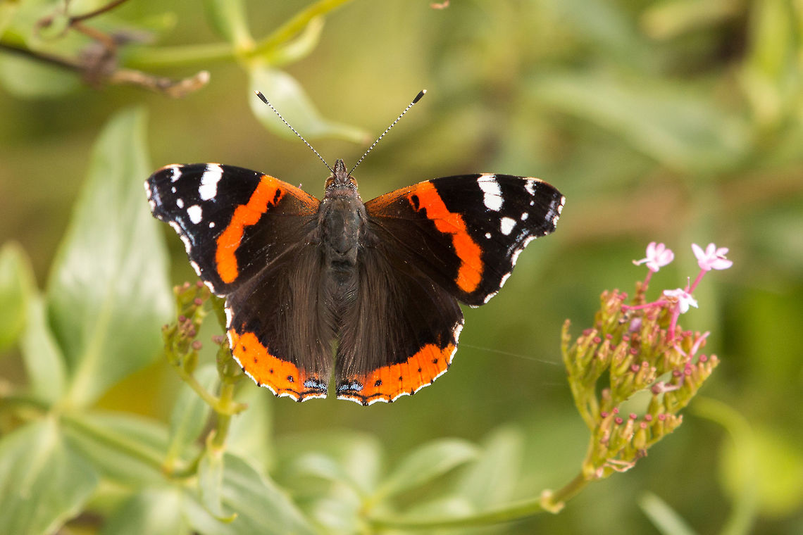 Red admiral British butterflies, undeniably beautiful! Geotagged,Isle of Wight,Red Admiral,United Kingdom,Vanessa atalanta,butterflies