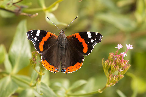 Red admiral British butterflies, undeniably beautiful! Geotagged,Isle of Wight,Red Admiral,United Kingdom,Vanessa atalanta,butterflies
