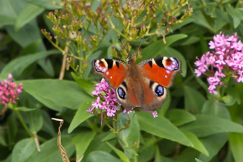 British Peacock Loads of great photos already, but this was a first for me! European Peacock,Geotagged,Inachis io,Isle of Wight,United Kingdom,butterflies