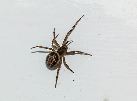 Noble false widow spider Really beautiful spiders and there are several occupying my house. They can deliver a nasty bite, but I just leave them be as they eat all the flies! False widow spider,Geotagged,Noble false widow spiders,Steatoda nobilis,Summer,United Kingdom,isle of wight,spiders