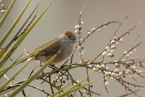 Female Blackcap A common visitor to British gardens Birds,Blackcap,Geotagged,Sylvia atricapilla,United Kingdom