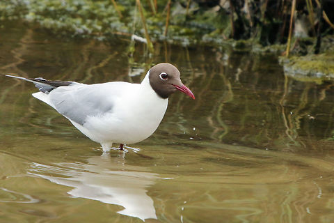 Black-headed gull In summer plumage. Taken at Hersey Nature Reserve, Seaview, Isle of Wight Black-headed gull,Chroicocephalus ridibundus,Geotagged,Isle of Wight,Spring,United Kingdom,gulls