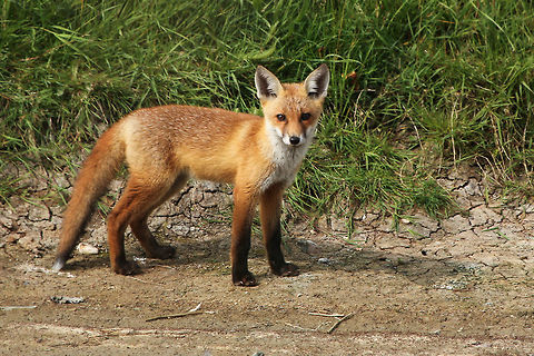 Fox Not just any old fox, this is an Isle of Wight fox! Taken at Hersey Nature Reserve, Seaview, Isle of Wight Geotagged,Isle of Wight,Red Fox,Spring,United Kingdom,Vulpes vulpes,foxes
