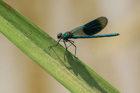 Banded damoiselle (male) Stunningly beautiful. Taken at Alverston Nature Reserve, Isle of Wight Calopteryx splendens,Geotagged,Isle of Wight,Spring,United Kingdom,banded damoiselle,damselflies