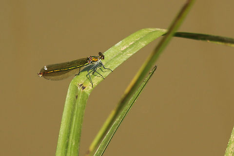Banded damoisell (female) Taken at Alverston Nature Reserve, Isle of Wight Calopteryx splendens,Geotagged,Isle of Wight,Spring,United Kingdom,banded damoiselle,damselflies