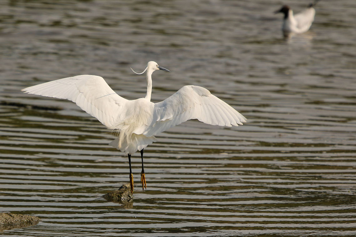 Little egret - Isle of Wight version! Taken at Hersey Nature Reserve, Seaview, Isle of Wight Egretta garzetta,Geotagged,Isle of Wight,Little Egret,Spring,United Kingdom,egrets