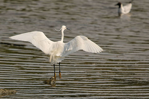 Little egret - Isle of Wight version! Taken at Hersey Nature Reserve, Seaview, Isle of Wight Egretta garzetta,Geotagged,Isle of Wight,Little Egret,Spring,United Kingdom,egrets