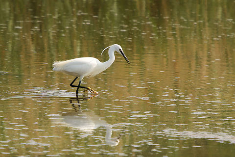 Little Egret hunting I just love the way these birds shuffle their feet on the water bed to disturb the little worms and fish. This one was a very successful hunter. Taken at Hersey Nature Reserve, Seaview, Isle of Wight. Egretta garzetta,Geotagged,Isle of Wight,Little Egret,Spring,United Kingdom,egrets
