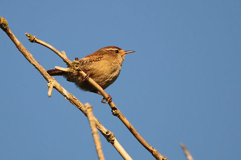 Wren Tiny little things with the most beautiful song. Taken in Ventnor, Isle of Wight Eurasian Wren,Geotagged,Isle of Wight,Spring,Troglodytes troglodytes,United Kingdom,birds