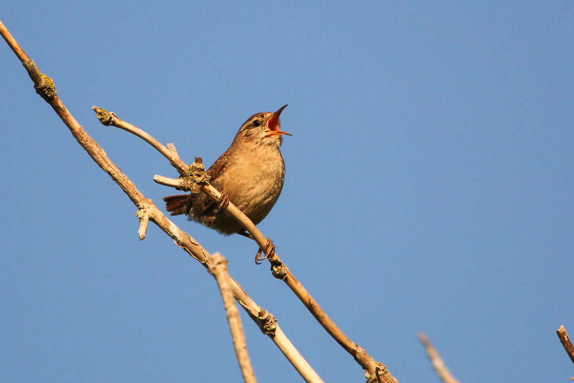 Wren in full song  Eurasian Wren,Geotagged,Isle of Wight,Spring,Troglodytes troglodytes,United Kingdom,bird