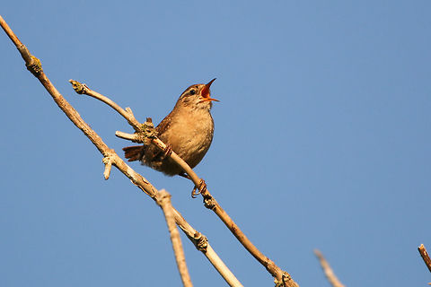 Wren in full song  Eurasian Wren,Geotagged,Isle of Wight,Spring,Troglodytes troglodytes,United Kingdom,bird