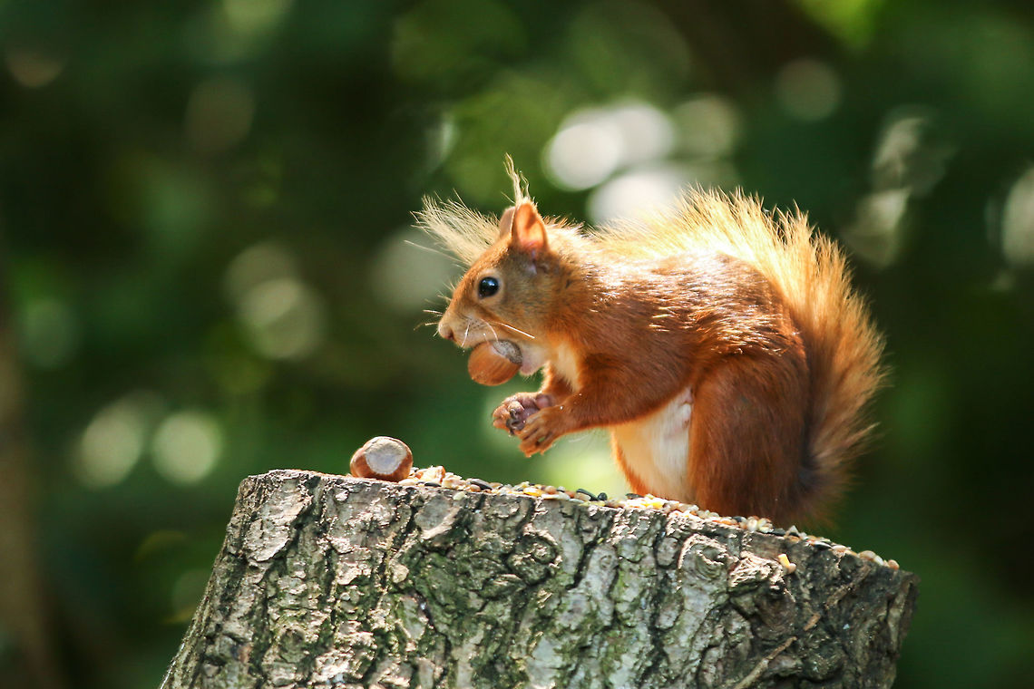 Red Squirrel Absolutely beside myself today when I saw my first Red squirrels. I visited Alverstone Nature Reserve on the Isle of Wight where the squirrels have a safe haven in beautiful woodland. The staff put out food for them and this one is tucking into some hazelnuts that I had left over from Christmas! Geotagged,Isle of Wight,Red Squirrel,Sciurus vulgaris,Summer,United Kingdom,squirrels