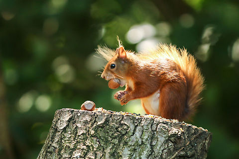 Red Squirrel Absolutely beside myself today when I saw my first Red squirrels. I visited Alverstone Nature Reserve on the Isle of Wight where the squirrels have a safe haven in beautiful woodland. The staff put out food for them and this one is tucking into some hazelnuts that I had left over from Christmas! Geotagged,Isle of Wight,Red Squirrel,Sciurus vulgaris,Summer,United Kingdom,squirrels