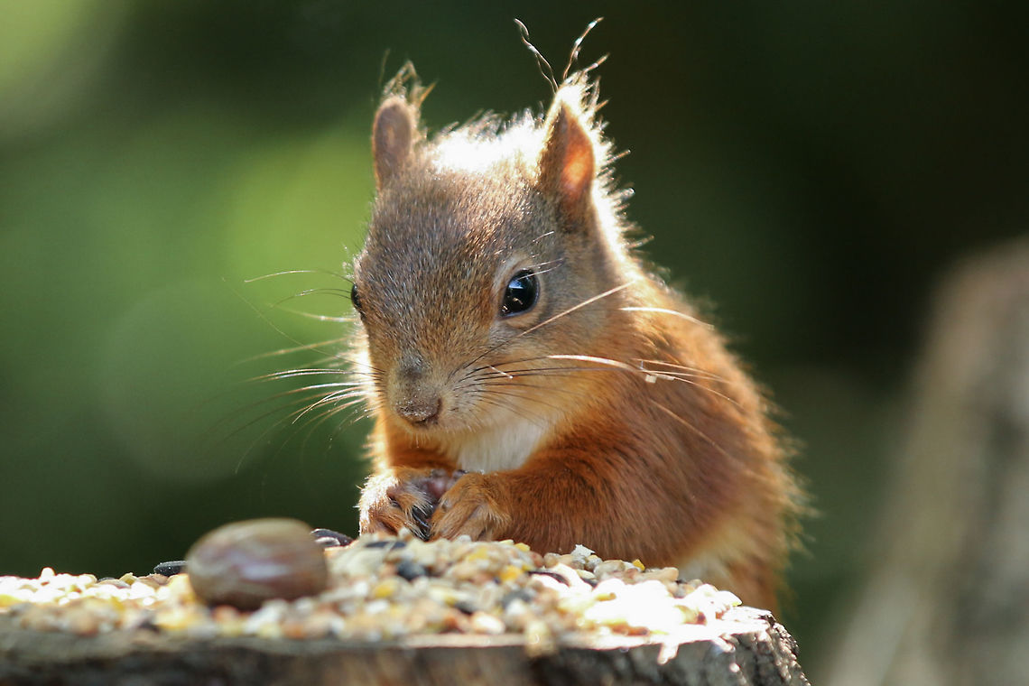 Juvenile Red squirrel Alverston Nature Reserve, Isle of Wight Geotagged,Isle of Wight,Red squirrel,Sciurus vulgaris,Summer,United Kingdom,squirrels