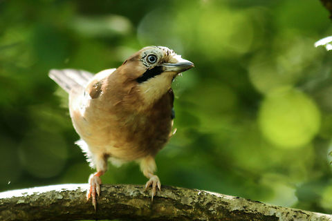 Jay Alverston Nature Reserve, Isle of Wight Eurasian Jay,Garrulus glandarius,Geotagged,Isle of Wight,Summer,United Kingdom,birds