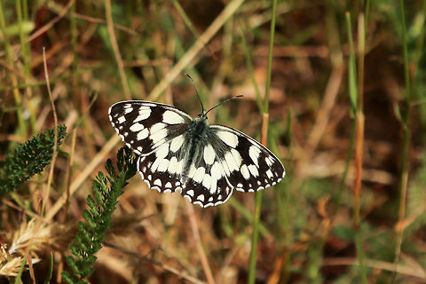 Marbled white Alverstone Nature Reserve, Isle of Wight Geotagged,Isle of Wight,Marbled White,Melanargia galathea,Summer,United Kingdom,butterflies