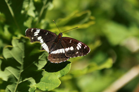 White admiral - Lamenitis camilla Alverstone Nature Reserve, Isle of Wight Geotagged,Limenitis camilla,Summer,United Kingdom,White admiral,butterflies,isle of wight