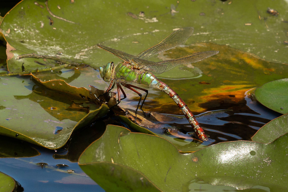Female Emperor ovipositing Taken at Ventnor Botanical Gardens, Isle of Wight Anax imperator,Emperor Dragonfly,Geotagged,Isle of Wight,Summer,United Kingdom,dragonflies