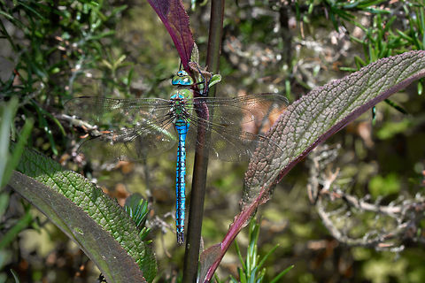 Male Emperor Taken at Ventnor Botanical Gardens, Isle of Wight Anax imperator,Emperor Dragonfly,Geotagged,Isle of Wight,Odonata,Summer,United Kingdom,dragonflies