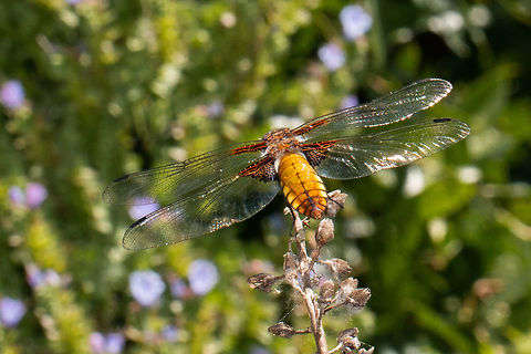 Broad-bodied chaser Taken at Ventnor Botanical Gardens, Isle of Wight Broad-bodied chaser,Geotagged,Isle of Wight,Libellula depressa,Odonata,Summer,United Kingdom,dragonflies