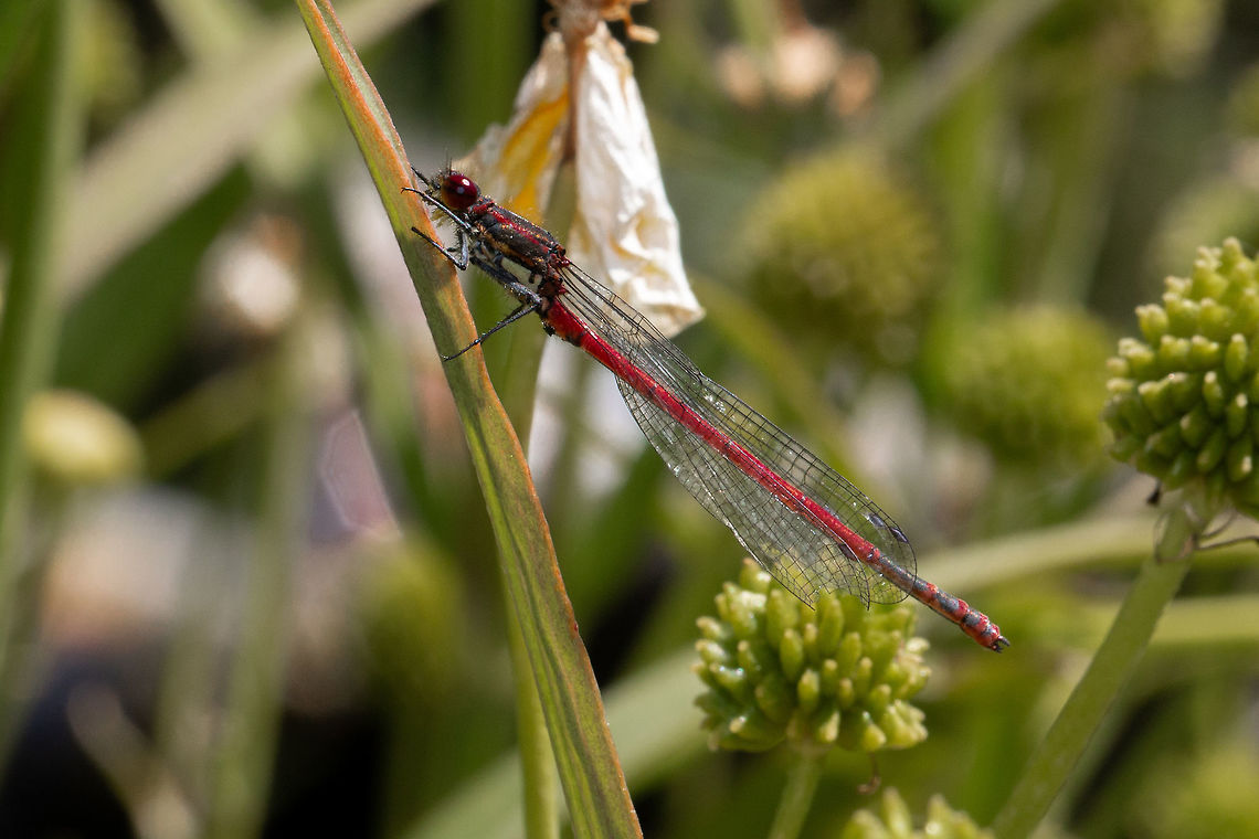 Large red damselfly Taken at Ventnor Botanical Gardens, Isle of Wight Geotagged,Isle of Wight,Large Red Damselfly,Odonata,Pyrrhosoma nymphula,Summer,United Kingdom,damselflies